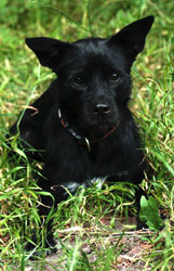 Hundebetreuung Friedrichshain 1